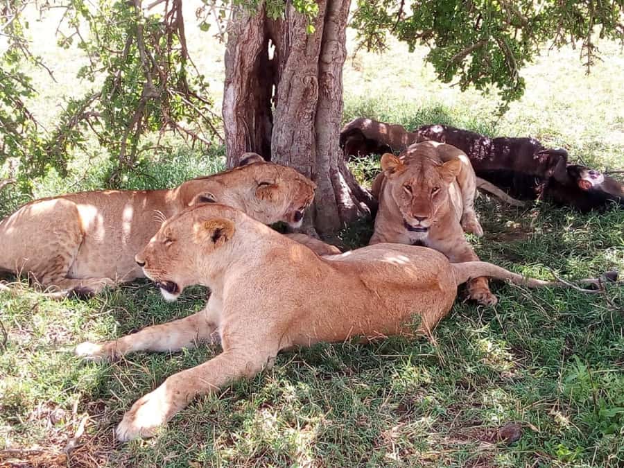 Ol Pejeta Conservancy Full Day Tour From Nairobi - Why Ol Pejeta and the Nanyuki Equator stop work so well in one day