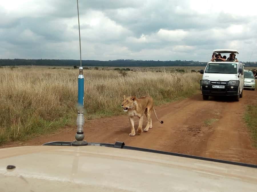 Ol Pejeta Conservancy Full Day Tour From Nairobi - Nanyuki Town’s Equator line stop: a quick moment with big photo payoff