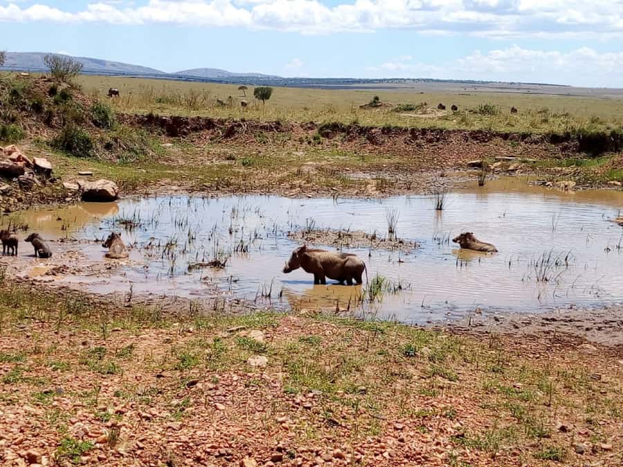 Ol Pejeta Conservancy Full Day Tour From Nairobi - Lunch at Sweet Waters Serena Camp, then a short recharge