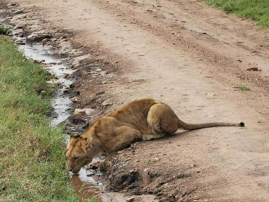 Ol Pejeta Conservancy Full Day Tour From Nairobi - Afternoon game drives: chasing Big Five moments before the 4:30 pm departure