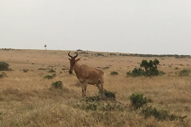 Olpejeta conservancy Day tour - Guide quality makes a difference, especially on safari