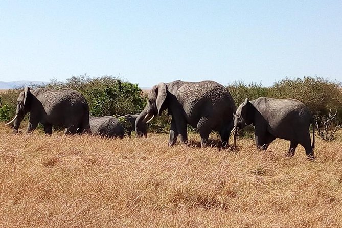 Olpejeta conservancy Day tour - Lunch included: the practical break you will appreciate