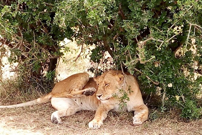 Olpejeta conservancy Day tour - Price and value: what $358.98 per person really includes