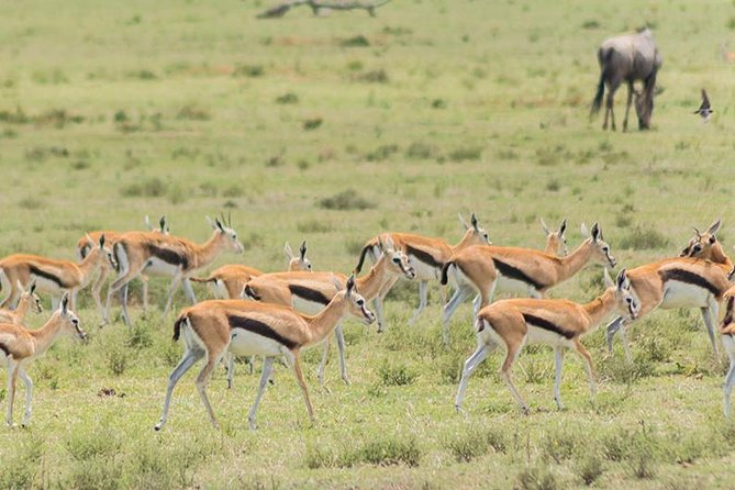 Olpejeta, Lake Naivasha, Masai Mara 5 Days Private Kenya Jeep tour - Three Stops, Three Different Rules of Wildlife Watching