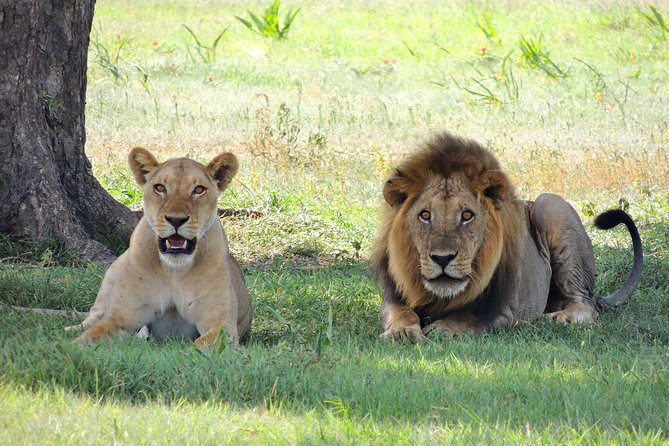 Olpejeta, Lake Naivasha, Masai Mara 5 Days Private Kenya Jeep tour - Price and Logistics: What $2,880 Per Person Really Buys