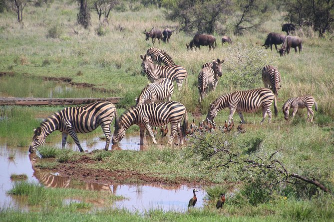 Olpejeta, Lake Naivasha, Masai Mara 5 Days Private Kenya Jeep tour - Guides, Guides, Guides: Why the Right Driver Changes Everything