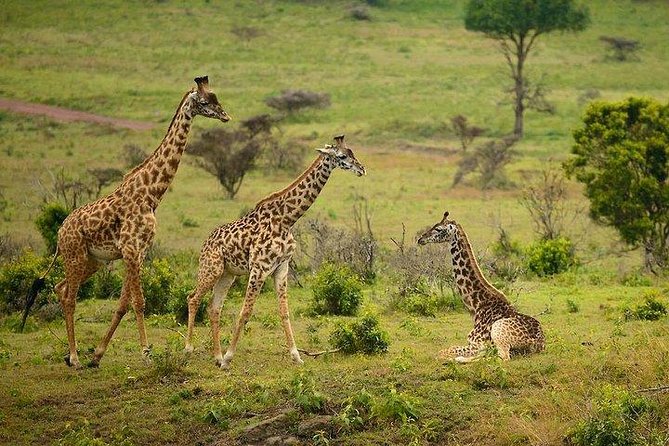One Day Tour to Maasai Mara Game reserve from Nairobi - The long ride out of Nairobi, and why that is the whole point