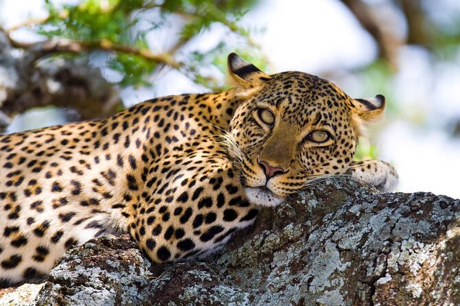 One Day Tour to Maasai Mara Game reserve from Nairobi - Sekenani Gate to the river: spotting Big Five without the stress