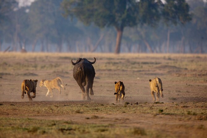 One Day Tour to Maasai Mara Game reserve from Nairobi - What you get in the vehicle: pop-up roof viewing, plus bottled water