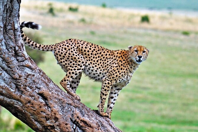 One Day Tour to Maasai Mara Game reserve from Nairobi - Price and value: what $270 includes, and what to budget for