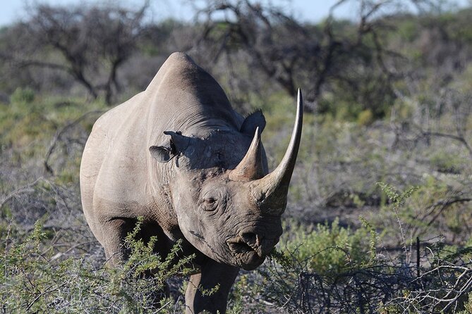 One Day Tour to Maasai Mara Game reserve from Nairobi - Private means calmer, not just exclusive