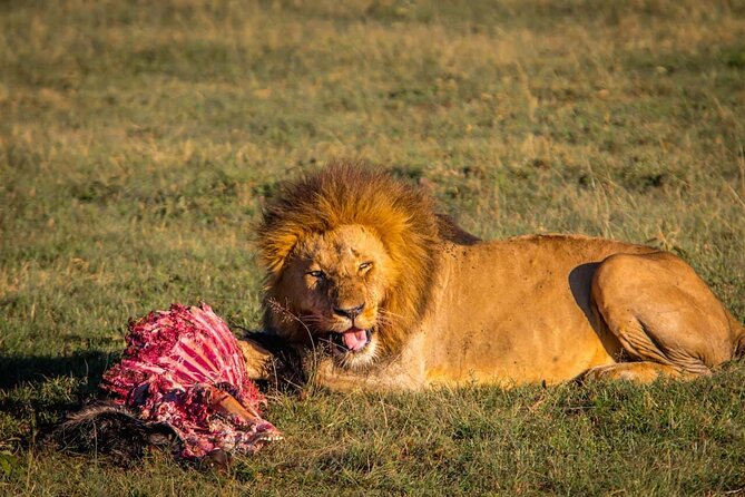 One Day Tour to Maasai Mara Game reserve from Nairobi - How the safari window feels once you reach the park