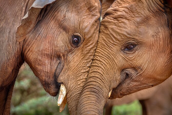 One Night (Mid-range) Amboseli National Park Safari - Guides Make the Difference: Peter, Zachary Kamau, and Julius