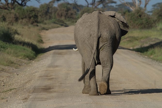 One Night (Mid-range) Amboseli National Park Safari - Afternoon Game Drive and the Almost Aerial View From Observation Hill