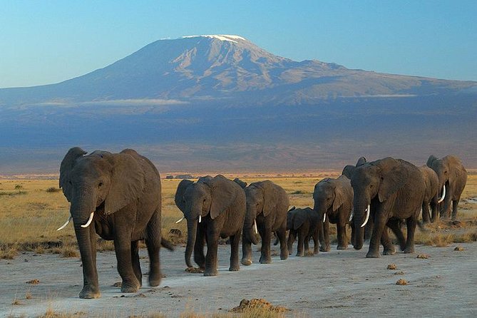 Overnight Amboseli National Park Safari from Nairobi - Key things I’d pin on this safari