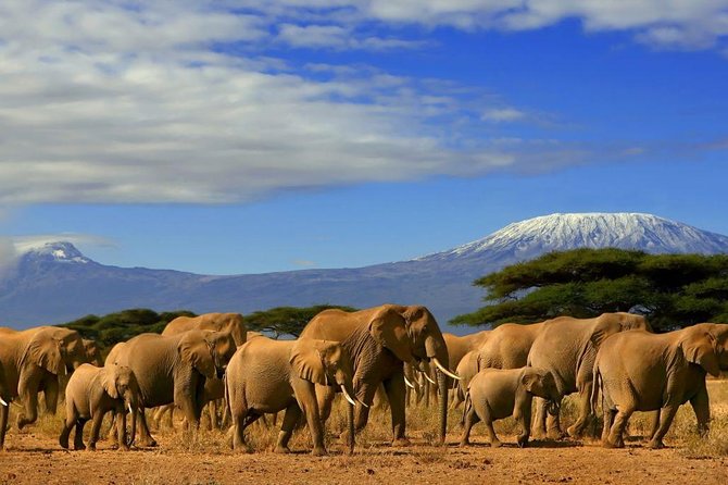 Overnight Amboseli National Park Safari from Nairobi - Why Amboseli in 2 Days Works So Well From Nairobi
