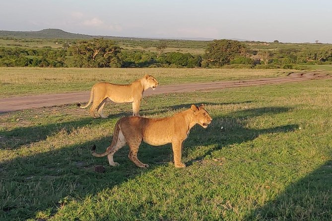 Overnight Amboseli National Park Safari from Nairobi - Getting the most from two game drives in two days