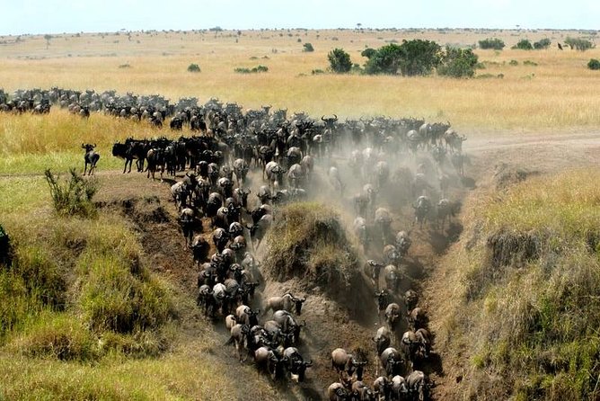 Overnight Maasai Mara Private Safari From Nairobi - Arrival, AA Lodge-Style Comfort, and Evening Game Drive