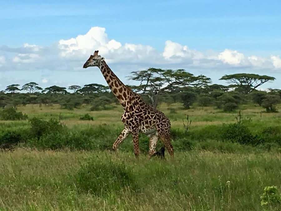 Overnight Private Safari To Masai Mara - Two-Day Masai Mara From Nairobi: the timing that actually helps you see animals