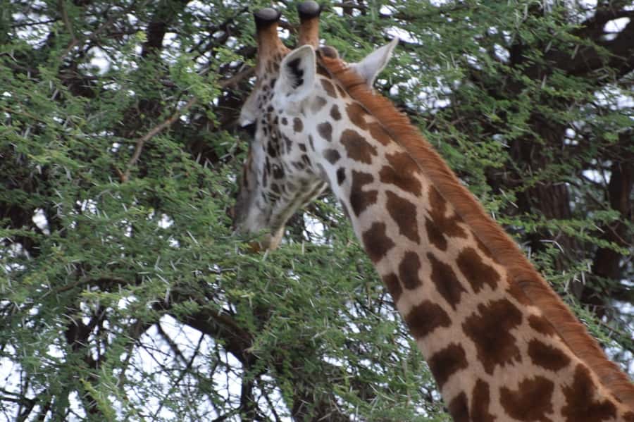 Overnight Private Safari To Masai Mara - How the private 4x4 with pop-up roof changes your whole safari