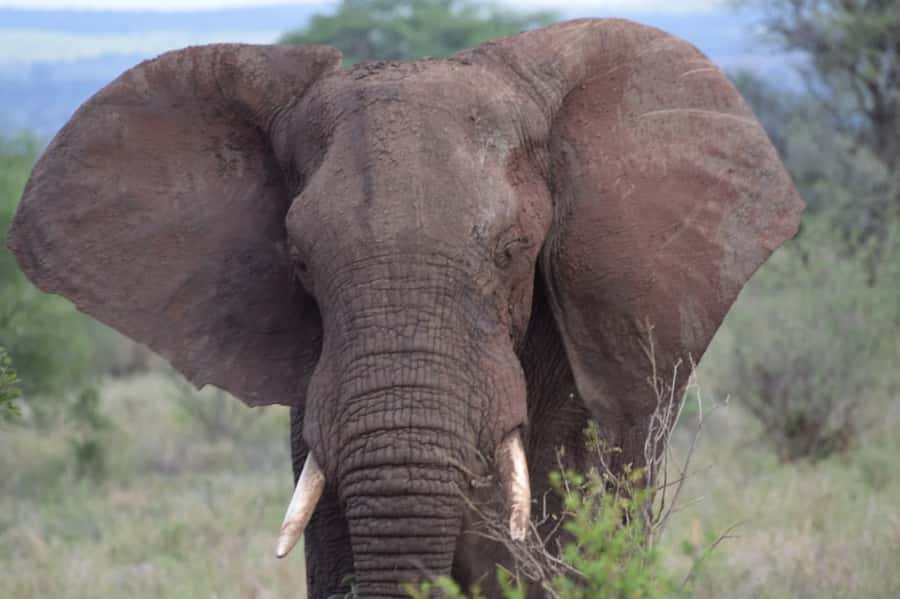 Overnight Private Safari To Masai Mara - Big Five chances, plus a realistic view of what you might actually see