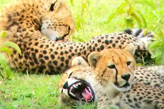 Overnight private Safari to Masai Mara National Reserve. - Dinner and your included night stay: recover so you can do it again