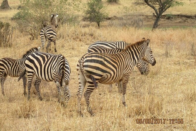 Overnight private Safari to Masai Mara National Reserve. - What animals you should actually expect in two days