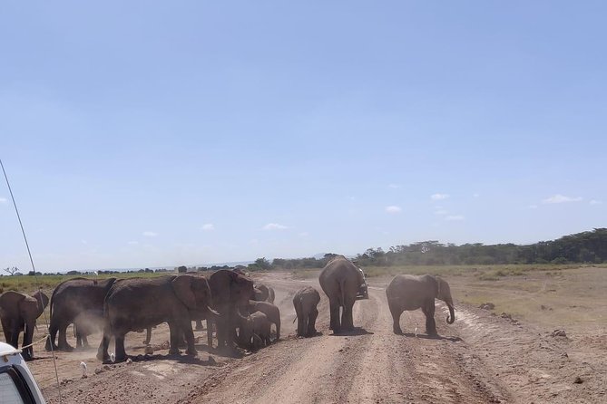 Overnight Safari to Amboseli National Park - Afternoon arrival: lunch, downtime, then a first game drive