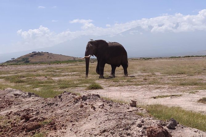 Overnight Safari to Amboseli National Park - The photo-friendly safari van and how private touring feels