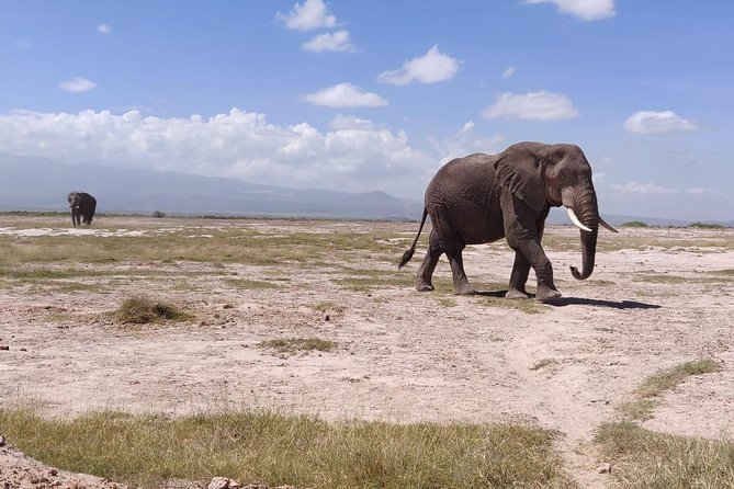 Overnight Safari to Amboseli National Park - Guides: the big reason this tour scores so high