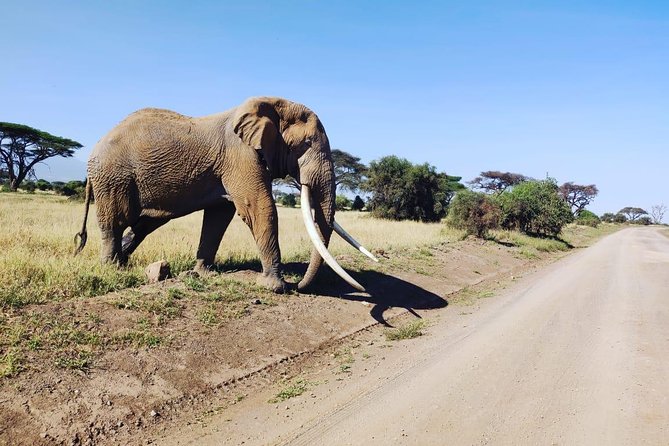 Overnight Safari to Amboseli National Park - Price and value: is $623.49 per person fair?