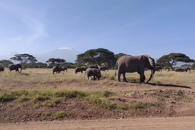 Overnight Safari to Amboseli National Park - AA Amboseli Lodge: what you get beyond just a bed