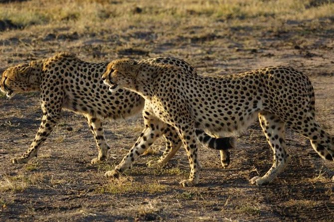Overnight Safari To Maasai Mara - Why this Maasai Mara overnight is a smart Big Five shortcut