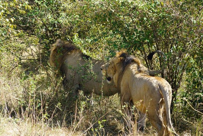 Overnight Safari To Maasai Mara - Night in the reserve: sleeping where the wildlife happens