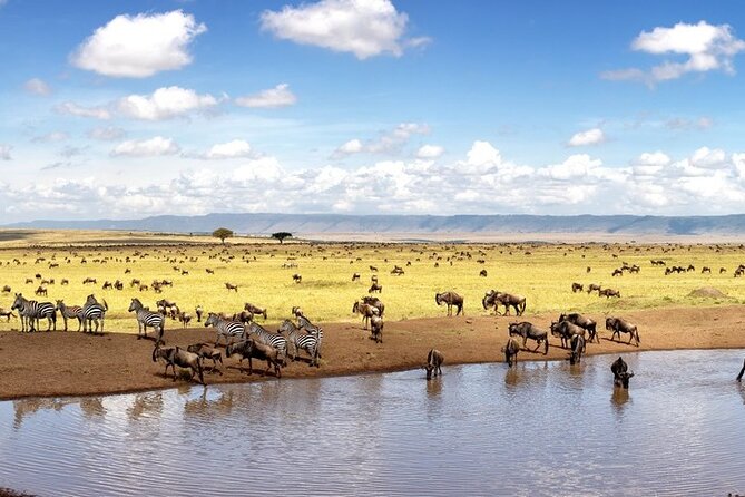 Overnight Safari To Maasai Mara - Day 2: sunrise game drive, Mara River herds, and the road back