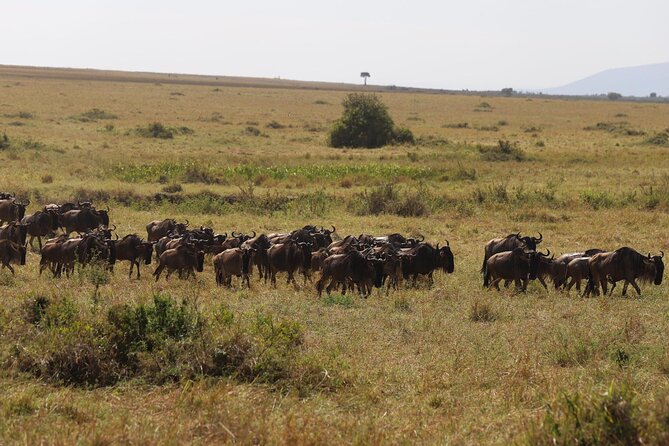 Overnight Safari To Maasai Mara - Is the Big Five realistic on a 2-day trip?