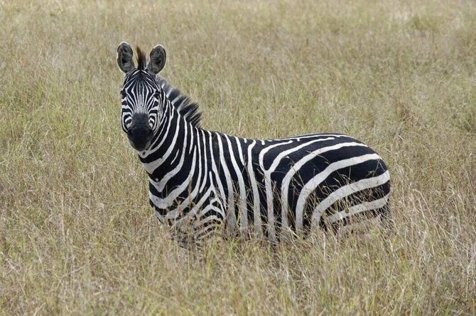 Overnight Safari To Maasai Mara - Small-group size: why max 15 people matters on safari