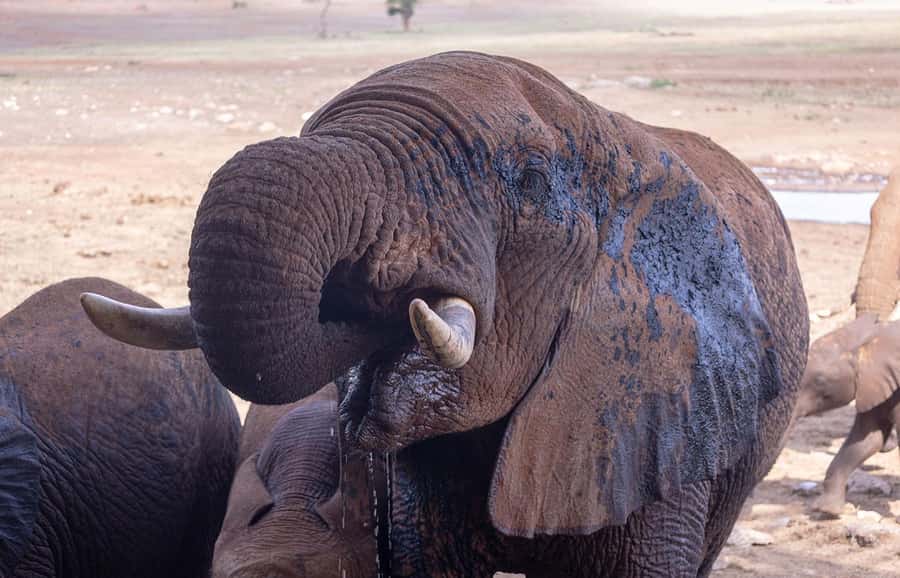 Overnight Safari to Saltlick through Tsavo East Park - Key things that make this overnight Tsavo East safari memorable