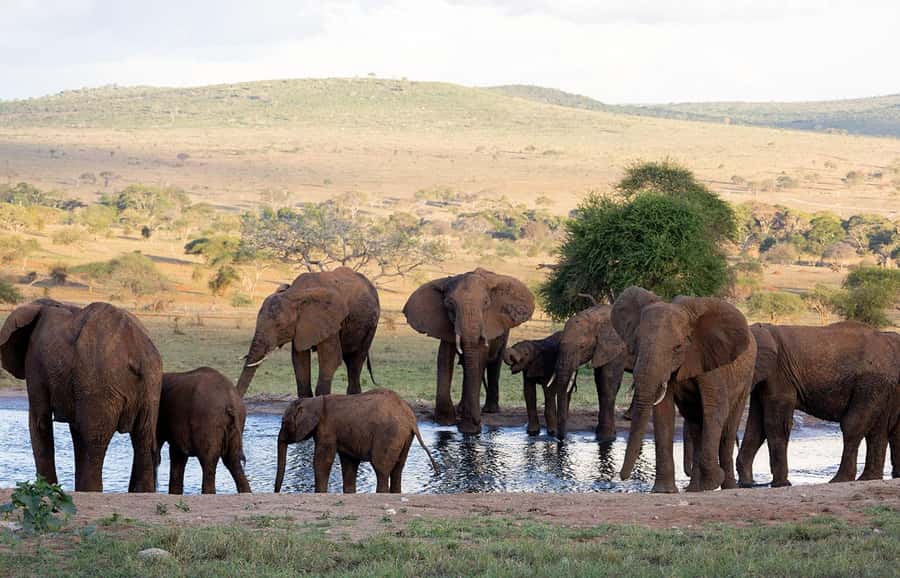 Overnight Safari to Saltlick through Tsavo East Park - Salt Lick Lodge and Tsavo East: Why this 2-day trip hits differently