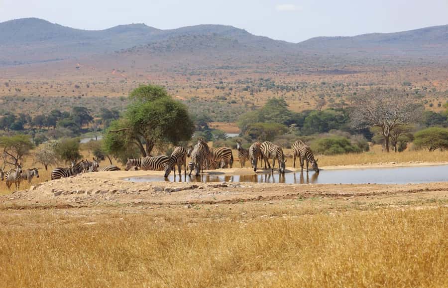 Overnight Safari to Saltlick through Tsavo East Park - The first morning: pick-up around 0530 and the push toward Tsavo East