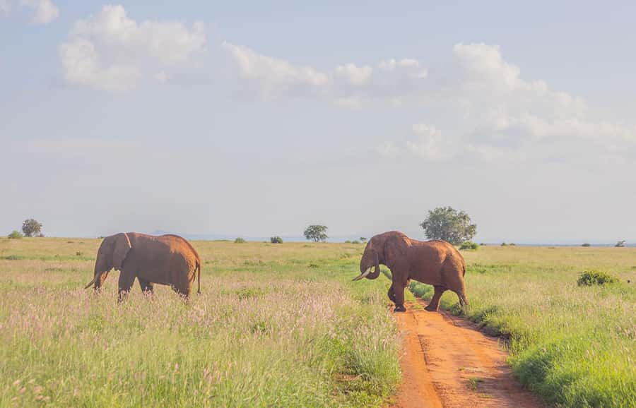 Overnight Safari to Saltlick through Tsavo East Park - Game drive day in Tsavo East: red elephants, lions, and Aruba Dam