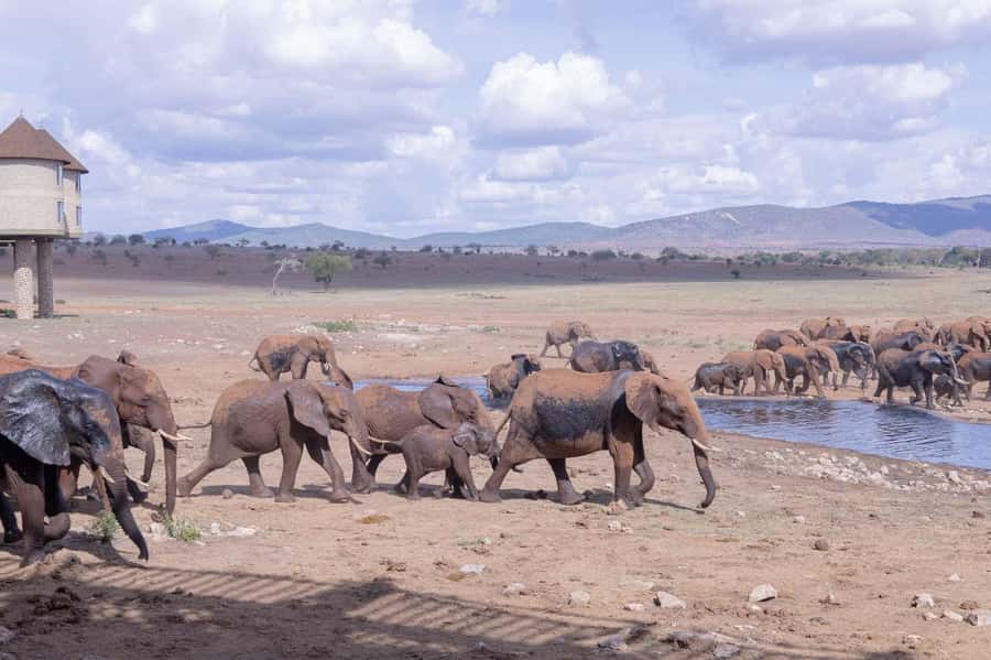 Overnight Safari to Saltlick through Tsavo East Park - Day 2: early breakfast, half-day game drive, and the ride back to Mombasa or Diani