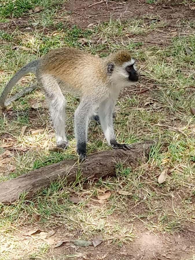 Overnight safari to Tsavo East from Mombasa / Diani Beach - Key highlights worth waking up early for