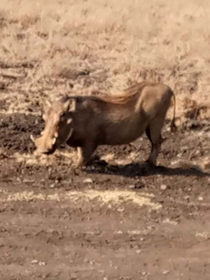 Overnight safari to Tsavo East from Mombasa / Diani Beach - Aruba Dam: the waterhole stop that can turn into real wildlife moments