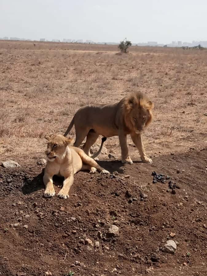 Overnight safari to Tsavo East from Mombasa / Diani Beach - Game drive breaks and the Voi Safari Lodge reset