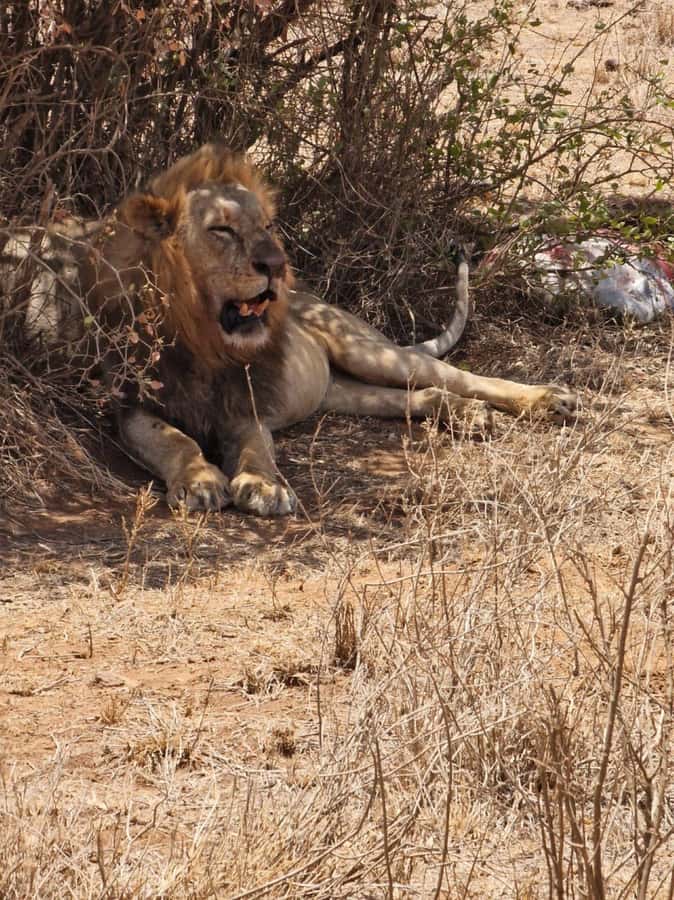 Overnight safari to Tsavo East from Mombasa / Diani Beach - Price and value: does $530 per person make sense for 2 days?