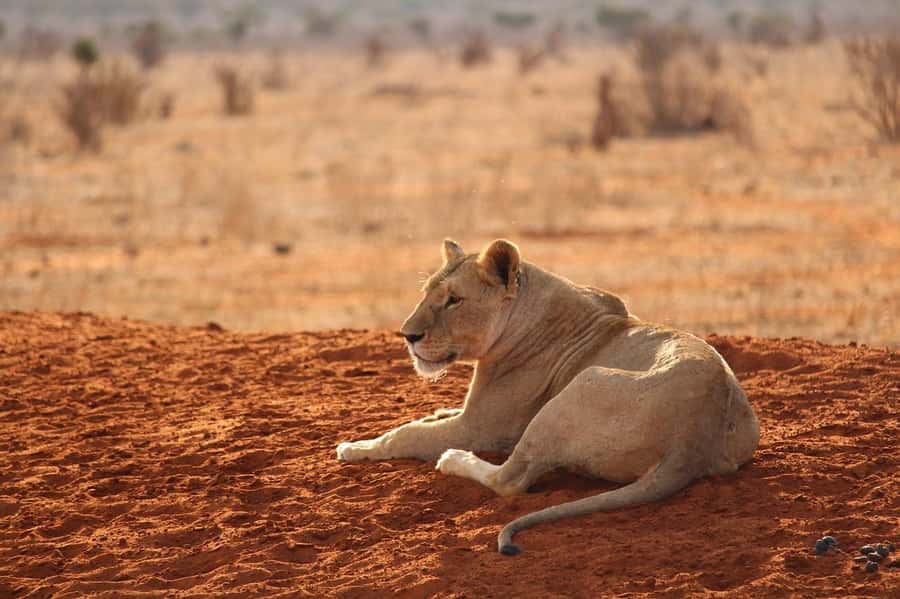 Overnight safari to Tsavo East from Mombasa / Diani Beach - Who this safari suits best (and who should think twice)