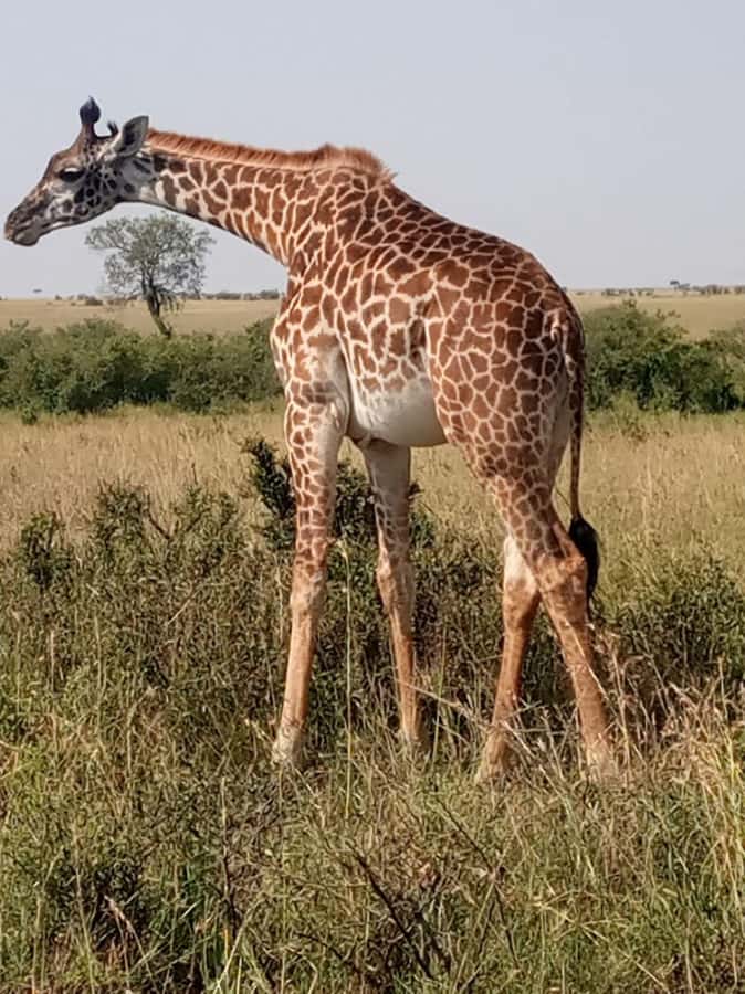 Overnight safari to Tsavo East from Mombasa / Diani Beach - Getting to Bachuma Gate from Mombasa or Diani: the day-one rhythm