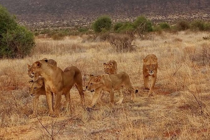 Overnight Safari to Tsavo East National Park from Mombasa/Diani - Tsavo East: lions, elephants, and the story that still feels alive