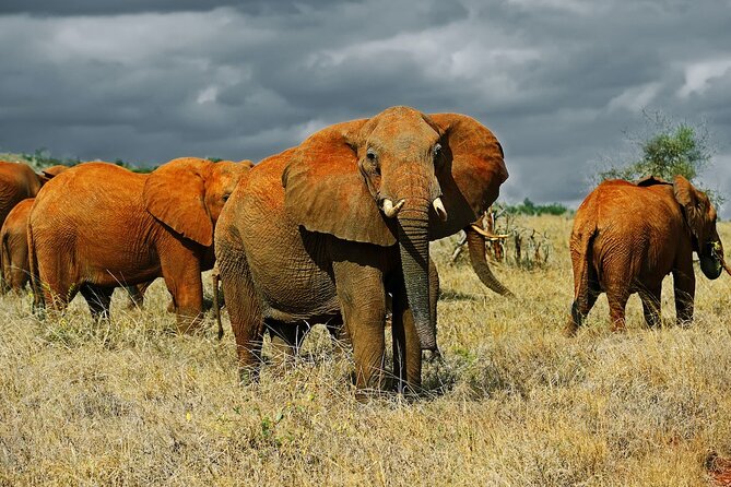 Overnight Safari to Tsavo East National Park from Mombasa/Diani - Day 1: Bachuma Gate entry, midday game drive, and lodge lunch